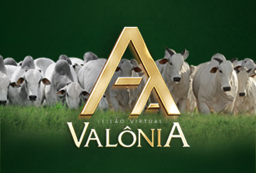 LEILÃO VIRTUAL VALÔNIA - TOUROS
